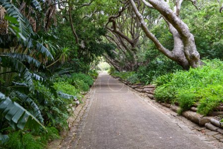 Téléchargez les photos : Vue du jardin botanique de Kirstenbosch au Cap sur l'Afrique du Sud - en image libre de droit