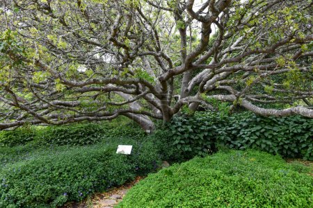 Téléchargez les photos : Vue du jardin botanique de Kirstenbosch au Cap sur l'Afrique du Sud - en image libre de droit