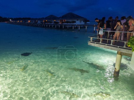 Téléchargez les photos : Ari atll, Maldives - 26 décembre : alimentation des requins à l'atoll d'Ari aux Maldives - en image libre de droit