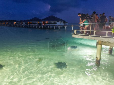 Téléchargez les photos : Ari atll, Maldives - 26 décembre : alimentation des requins à l'atoll d'Ari aux Maldives - en image libre de droit
