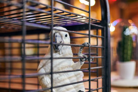 Foto de Cute white Cacatua cockatoo parrot in cage in cafe interior background, funny domestic bird. Adorable cockatoo bird home pet in safe cage, tropical parrot with white plumage and little black eyes - Imagen libre de derechos