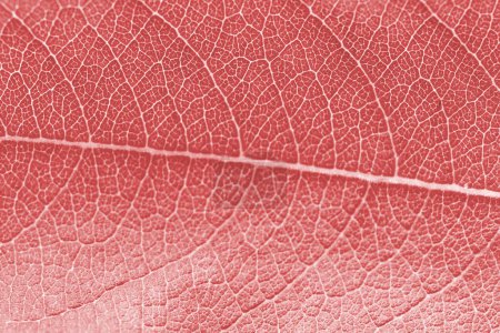 Foto de Macro leaf texture pink red colorized with beautiful relief facture of plant, close up macro photo. Velvet relief texture of leaf, detailed nature background, fresh pure nature concept - Imagen libre de derechos