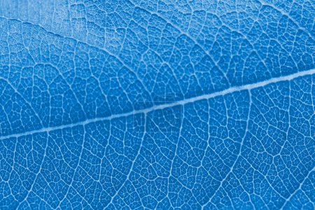 Foto de Macro leaf texture blue colorized with beautiful relief facture of plant, close up macro photo. Bluish relief texture of leaf, detailed nature background, fresh pure nature concept - Imagen libre de derechos