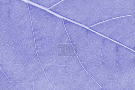 Foto de Macro leaf texture purple colorized with beautiful relief facture of plant, close up macro photo. Velvet relief texture of leaf, detailed nature background, fresh pure nature concept - Imagen libre de derechos