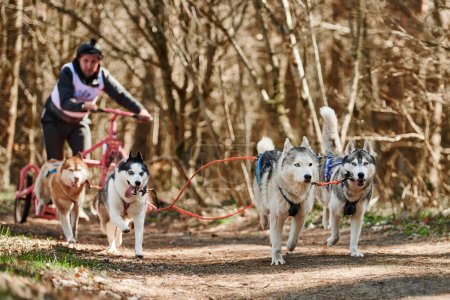 Foto de Svetly, Russia - 04.17.2022 - Man musher rides on three wheeled cart with four Siberian Husky sled dogs in harness on autumn forest dry land, Husky dogs outdoor carting mushing - Imagen libre de derechos