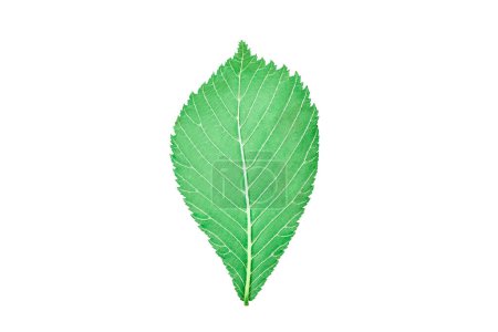 Foto de One green elm tree leaf isolated on white background, detailed macro close up photo. Single elm tree leaf isolated object on greenish background, natural cosmetic, botany concept - Imagen libre de derechos