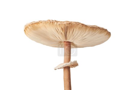 Foto de Macrolepiota procera parasol mushroom isolated on white background, brown mushroom with big agaric gills cap and high stripe. Edible parasol mushroom with ring around stipe, natural diet vegetarians - Imagen libre de derechos