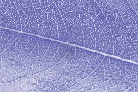 Foto de Macro leaf texture purple colorized with beautiful relief facture of plant, close up macro photo. Velvet relief texture of leaf, detailed nature background, fresh pure nature concept - Imagen libre de derechos