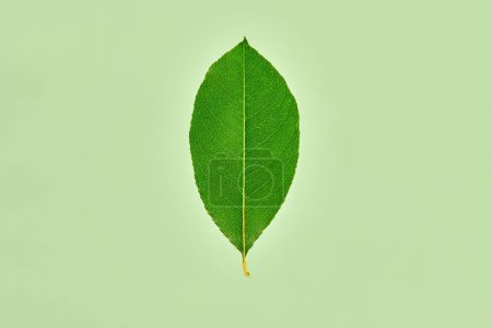 Foto de One green salix pentandra tree leaf on light green background, detailed macro close up photo of natural bay willow leaf. Single leaf of bay willow tree isolated object on greenish background - Imagen libre de derechos