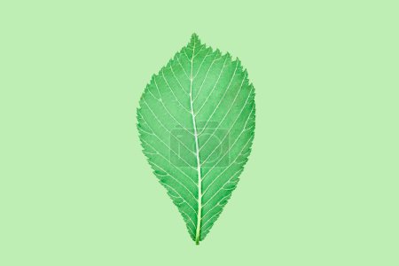 Foto de One green elm tree leaf on light green background, detailed macro close up photo. Single elm tree leaf isolated object on greenish background, natural cosmetic, botany concept - Imagen libre de derechos