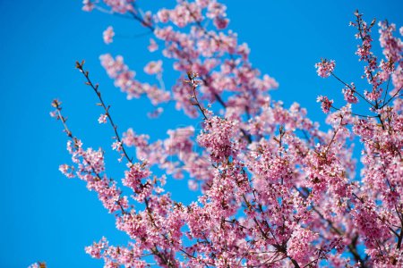 Téléchargez les photos : Pink cherry blossom, beautiful pink flowers of japanese cherry tree on blue sky background in city garden, detailed prunus branch blossom. Pink sakura flowers in spring bloom on tree branch - en image libre de droit