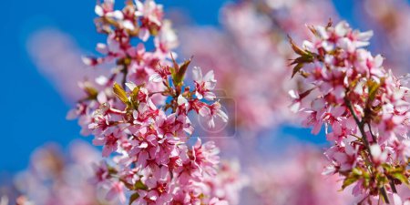 Téléchargez les photos : Pink cherry blossom, beautiful pink flowers of japanese cherry tree on blue sky background in garden, detailed close up macro photo of prunus branch blossom. Pink sakura flowers banner size - en image libre de droit