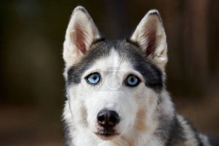 Photo for Siberian Husky dog with huge eyes, funny surprised Husky dog with confused big eyes, cute excited doggy emotions. Crazy shocked look of gray white siberian husky dog, thoughtful and pitiful - Royalty Free Image