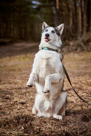 Photo for Siberian Husky dog with huge eyes stands on hind legs, funny begging Husky dog with confused big eyes, cute excited doggy emotions. Crazy shocked look of gray white siberian husky dog - Royalty Free Image