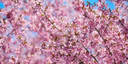 Téléchargez les photos : Pink cherry blossom, beautiful pink flowers of japanese cherry tree on blue sky background in city garden, detailed prunus branch blossom. Pink sakura flowers in spring bloom on branch, banner size - en image libre de droit