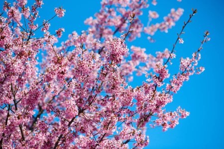 Téléchargez les photos : Pink cherry blossom, beautiful pink flowers of japanese cherry tree on blue sky background in city garden, detailed prunus branch blossom. Pink sakura flowers in spring bloom on tree branch - en image libre de droit