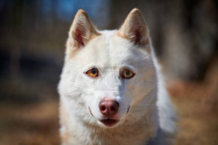 Photo for Siberian Husky dog with huge eyes, funny surprised Husky dog with confused big eyes, cute excited doggy emotions. Crazy shocked look of white siberian husky dog, thoughtful and pitiful - Royalty Free Image