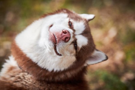 Photo for Siberian Husky dog with narrow eyes, funny smiling Husky dog face with laughing eyes, cute excited doggy emotions. Satisfied happy look of red white siberian husky dog, pleased and fun of pet - Royalty Free Image