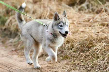 Photo for Running Siberian Husky dog puppy on leash on autumn dry land, funny blue eyed Husky dog outdoor walking. Autumn walking on country road with lovable Husky dog, cute adorable playful pet - Royalty Free Image