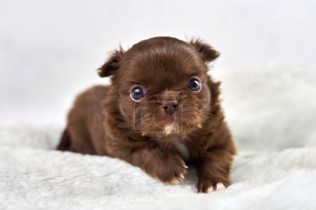 Téléchargez les photos : Little Chihuahua puppy on soft white fabric, cute brown dog breed with big eyes on white background. Funny charming small toy puppy looks around, family friendly attractive dog portrait - en image libre de droit