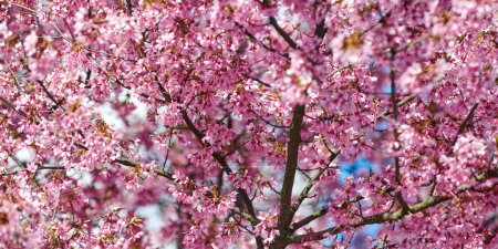 Téléchargez les photos : Pink cherry blossom, beautiful pink flowers of japanese cherry tree on blue sky background in city garden, detailed prunus branch blossom. Pink sakura flowers in spring bloom on branch, banner size - en image libre de droit