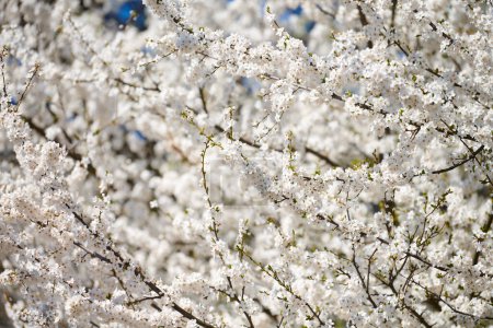 Téléchargez les photos : Fleurs de prunier blanc, belles fleurs blanches de prunus dans le jardin de la ville, détail gros plan branche de prunier. Fleurs de prunes blanches en fleur d'été sur la branche d'arbre, odeur fruitée douce avec des notes de miel - en image libre de droit