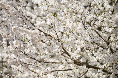 Téléchargez les photos : Fleurs de prunier blanc, belles fleurs blanches de prunus dans le jardin de la ville, détail gros plan branche de prunier. Fleurs de prunes blanches en fleur d'été sur la branche d'arbre, odeur fruitée douce avec des notes de miel - en image libre de droit