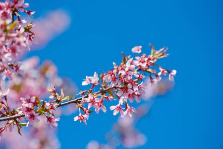 Téléchargez les photos : Pink sakura blossom, beautiful pink flowers of japanese cherry tree on blue sky background in garden, detailed close up macro photo of prunus branch blossom. Pink cherry flowers in spring bloom - en image libre de droit