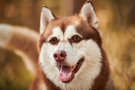 Photo for Siberian Husky dog with huge eyes, funny surprised Husky dog with confused big eyes, cute excited doggy emotions. Crazy shocked look of red white siberian husky dog, thoughtful and pitiful - Royalty Free Image
