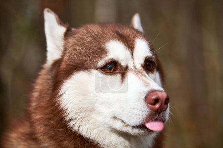 Photo for Siberian Husky dog with huge eyes, funny surprised Husky dog with confused big eyes, cute excited doggy emotions. Crazy shocked look of red white siberian husky dog, thoughtful and pitiful - Royalty Free Image