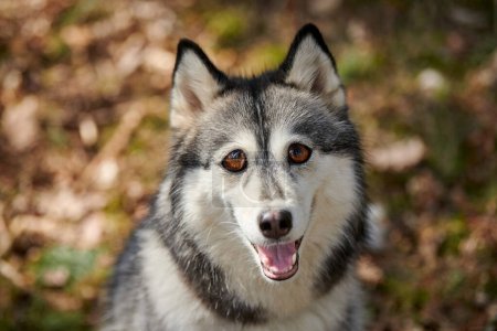 Photo for Siberian Husky dog with huge eyes, funny surprised Husky dog with confused big eyes, cute excited doggy emotions. Crazy shocked look of gray white siberian husky dog, thoughtful and pitiful - Royalty Free Image