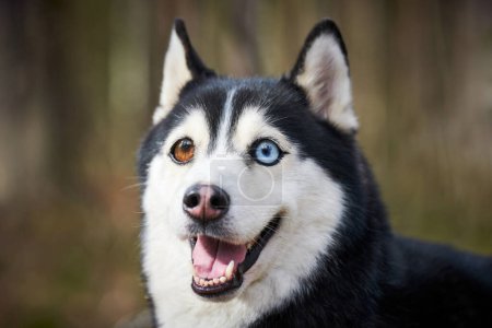 Photo for Siberian Husky dog with huge eyes, funny surprised Husky dog with confused big eyes, cute excited doggy emotions. Crazy shocked look of black white siberian husky dog, thoughtful and pitiful - Royalty Free Image
