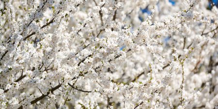Téléchargez les photos : White plum blossom, beautiful white flowers of prunus tree in city garden, detailed close up plum branch. White plum flowers in summer bloom on tree branch, sweet fruity smell, banner size - en image libre de droit
