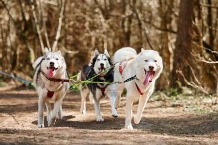 Foto de Running Siberian Husky sled dogs in harness on autumn forest dry land, three Husky dogs outdoor mushing. Autumn sports championship in woods of running Siberian Husky sled dogs pulling musher - Imagen libre de derechos