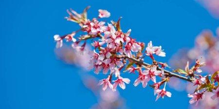 Téléchargez les photos : Pink cherry blossom, beautiful pink flowers of japanese cherry tree on blue sky background in garden, detailed close up macro photo of prunus branch blossom. Pink sakura flowers banner size - en image libre de droit