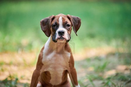 Photo for Boxer dog puppy face close up at outdoor park walking, green grass background, funny cute boxer dog face of short haired dog breed. Boxer puppy portrait, wrinkled pup brown white coat color - Royalty Free Image