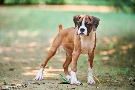 Foto de Boxer perro cachorro retrato de altura completa en el parque al aire libre caminando, fondo de hierba verde, divertido cara de perro boxeador lindo de raza de perro de pelo corto. retrato de cachorro boxeador, cachorro arrugado marrón capa blanca color - Imagen libre de derechos