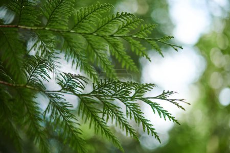 Photo for Western red cedar tree branch foliage close up with green bokeh forest background, beautiful evergreen coniferous tree in public park. Western redcedar branch copy space background pacific giant cedar - Royalty Free Image