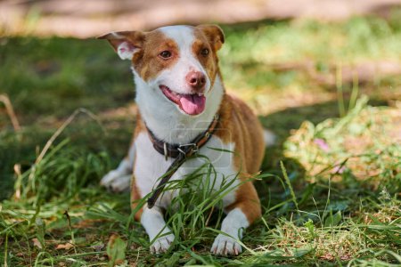 Jack Russell Terrier Hund liegt auf grünem Rasen unter warmem Sonnenlicht, Outdoor-Hund läuft im öffentlichen Park. Lustige erwachsene Jack Terrier auf grünem Gras Nahaufnahme Porträt, niedliches kleines Haustier im Park
