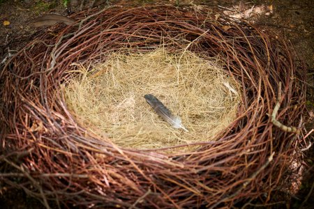 Photo for Bird nest with one feather on straw, empty abandoned bird nest made of branches and straw, close up view. Empty avian cup nest of big bird with feather inside, bird migration to another continent - Royalty Free Image
