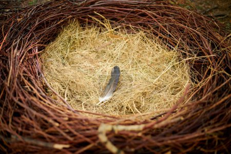 Photo for Bird nest with one feather on straw, empty abandoned bird nest made of branches and straw, close up view. Empty avian cup nest of big bird with feather inside, bird migration to another continent - Royalty Free Image