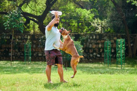 Indian man playing with boxer dog on green summer lawn in public park, outdoor jumping dog catch training on sunny meadow. Indian man pet owner teaching boxer dog to catch item, outdoor pet learning