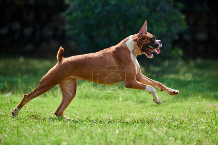 Boxer dog running and jumping on green grass summer lawn outdoor park walking with adult pet, funny cute short haired boxer dog breed. Boxer adult dog full height portrait, brown white coat color
