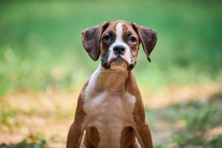 Photo for Boxer dog puppy face close up at outdoor park walking, green grass background, funny cute boxer dog face of short haired dog breed. Boxer puppy portrait, wrinkled pup brown white coat color - Royalty Free Image