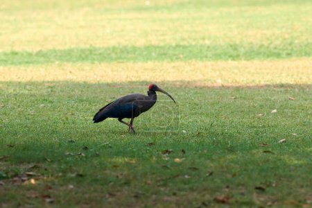 Photo for Red naped ibis bird with long legs and long downcurved beak walking on green grass lawn in park, indian black ibis bird walks on green lawn, funny large bird with long beak looks for feed - Royalty Free Image
