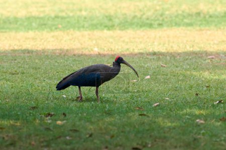 Photo for Red naped ibis bird with long legs and long downcurved beak walking on green grass lawn in park, indian black ibis bird walks on green lawn, funny large bird with long beak looks for feed - Royalty Free Image