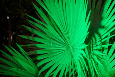 Foto de Sabal palmetto hojas verdes en la iluminación nocturna en el parque, hermoso follaje de la palma de col de planta verde saturada en la iluminación nocturna, planta de la familia de la palma coryphoideae crece en el parque del patio trasero - Imagen libre de derechos