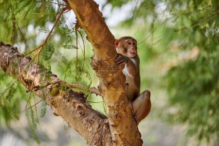 Cute little monkey sits on tree trunk in public indian park against green plants backdrop and looks curiously around, symbolizing harmonious coexistence between wildlife and park environment