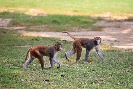 Deux petits singes mignons marchent sur la pelouse verte dans le parc public indien évoquant le sens de l'harmonie avec la nature, deux singes drôles symbolisant l'essence insouciante de la faune dans le parc public