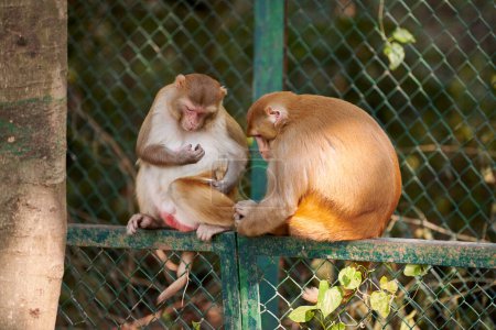Deux petits singes mignons assis sur la clôture dans le parc public indien sur fond de plantes vertes, symbolisant la coexistence harmonieuse de la faune et de l'humanité
